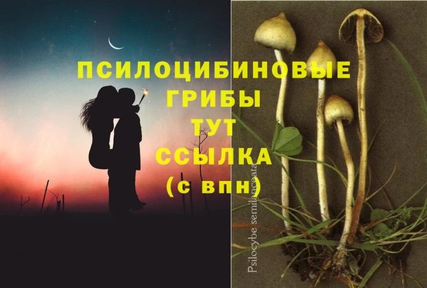 гашик Алексин