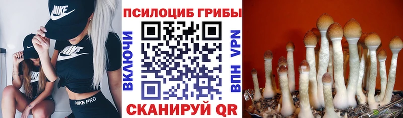 как найти наркотики  Ачинск  Псилоцибиновые грибы Psilocybe 
